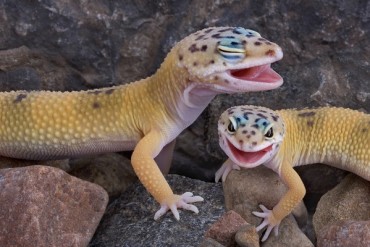 Funny Talking Animals