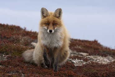 Animal Facts Series