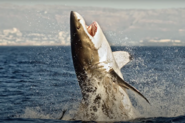 Shark, Marine Life Encyclopedia